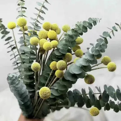 Produktbild von Trockenblumen Deko Set Billy Balls & Eukalyptus Boho für Wohnzimmer Hochzeit Vasen Tischdeko