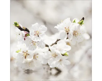 Produktbild von Glasbild White Blossom I 50x50 cm