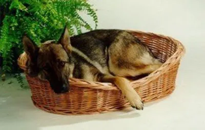 Produktbild von Ruhekorb für kleine Hunde und Katzen - Weidenkorb mit Kissen - Größe 2