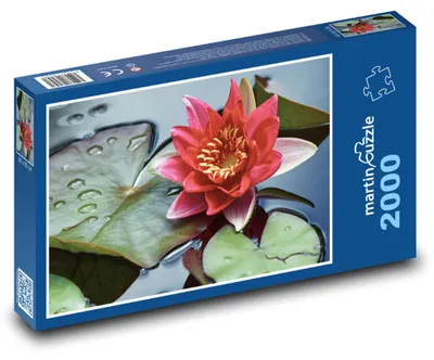 Produktbild von Puzzle 2000 Rote Seerose auf dem Wasser - martinpuzzle