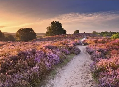 Produktbild von Fototapete Vlies 21675 Blooming Heather at Sunrise 8-tlg. 400 x 260 cm