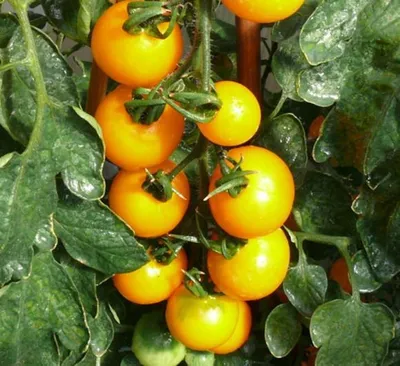 Produktbild von Cocktailtomate Lemonia F1