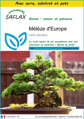 Image de SAFLAX Ensemble de culture - Mélèze d'Europe - 75 graines - Larix