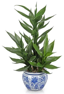 Produktbild von Kunstpflanze Drachenbaum 50 cm in Keramiktopf
