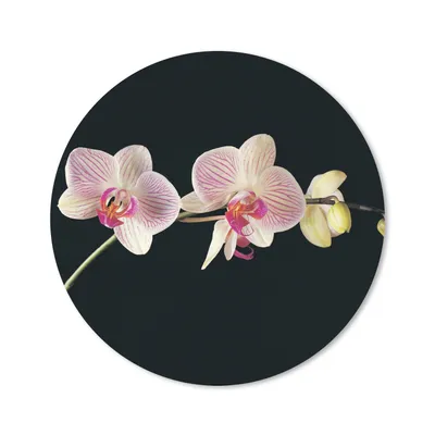 Produktbild von MuchoWow® Mauspad Mousepad Orchidee - Blumen - Schwarz - Rosa - Knöpfe 20x20 cm - Mousepads - Maus Mat - Pad - Mausunterlage - Schreibtischmatte