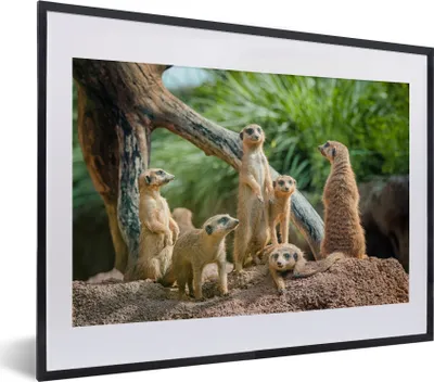 Produktbild von MuchoWow® MuchoWow® Gerahmtes Poster Erdmännchen - Familie - Tiere 40x30 cm - Poster mit zchwarzem Bilderrahmen - Bilderrahmen - Poster im Rahmen