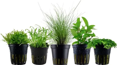 Produktbild von Pflanzen Set mit 5 Vordergrund Topf Aquarium Wasserpflanzen AquaOne Nr.202