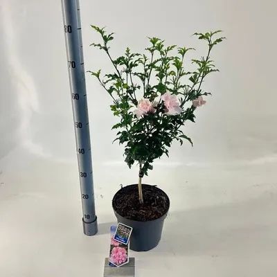 Produktbild von Hibiscus syriacus Pink Chiffon ('Jwnwood4'PBR) - Garteneibisch | 30 cm im Topf