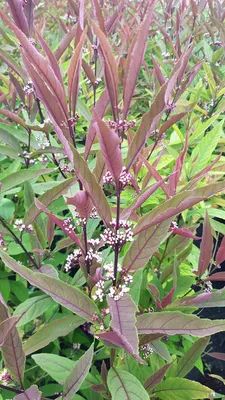 Image de Callicarpa kwangtungensis / Arbuste aux bonbons