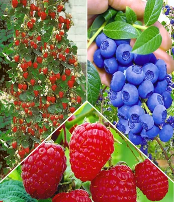 Produktbild von BALDUR Garten 5er Beeren Naschgarten, Pflanzen im Topf/Topfballen, winterhart, blühend, Rubus idaeus, Vaccinium corymbosum, Fragaria x ananassa, Klettererdbeere, Heidelbeere, Himbeere, reiche Ernte