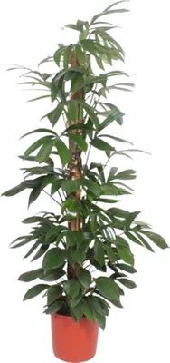 Produktbild von Filodendron Dračí chvost Machová tyč - 190 cm - Ø34