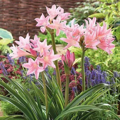 Produktbild von Amarcrinum howardii - Gr. 20-24 / Scheinhakenlilie