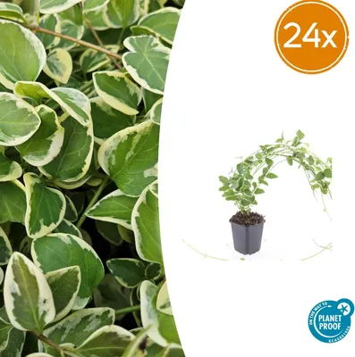 Image de Vinca major 'Variegata' | 24 pièces - 10-25cm - Ø9cm - Plante de jardin