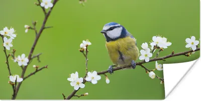 Produktbild von MuchoWow® Poster Blaumeise - Zweig - Blumen - Blühende Zweige - Vogel 40x20 cm - Poster für die Wand - Poster Schlafzimmer