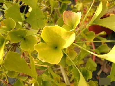 Produktbild von Ginkgo biloba Tubifolia - Fächerblattbaum - Trichterblatt Ginkgo Tubifolia 40-60cm