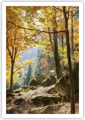 Produktbild von Poster - Poster ohne Rahmen - Herbst berg wald natur - 70x100 cm - Wand Bild - Wanddeko - Wandbilder - Kunstposter - Wandposter - Bilder - Kunstdruck - Wanddekoration - Wandbild - P2XPA70x100-2713