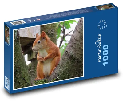 Obrázek produktu pro martinpuzzle - Puzzle 1000 - Veverka - les, příroda