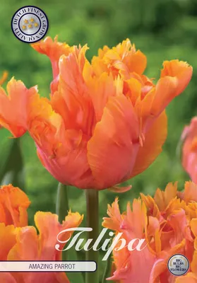 Artikelbild 2 von 'Tulpe Amazing Parrot (7 Stück)' aus der Kategorie Tulpenzwiebeln