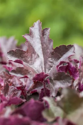 Produktbild von Heuchera micrantha 'Chocolate Ruffles', Purpurglöckchen, ca. 11x11 cm Topf