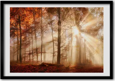 Produktbild von Bild - Bilderrahmen - 100 cm x 70 cm - MDF - Rahmen - Foto - Wandkunst Nebel im Wald Herbst
