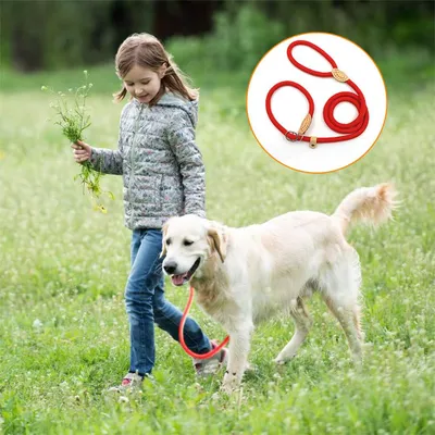 Produktbild von Trainingsleine für Retriever Hunde - Länge 150 cm - Rot