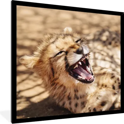 Produktbild von MuchoWow® Gerahmtes Poster Gepard - Tier - Nahaufnahme 40x40 cm - Poster mit Schwarzem Bilderrahmen Wandposter Rahmen Foto Bilder - Mit Rahmen - Wanddekoration Schlafzimmer