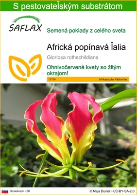 Obrázok produktu pre SAFLAX - Africká popínavá ľalia - Gloriosa rothschildiana - 15 Semená - S pestovateľským substrátom bez klíčkov
