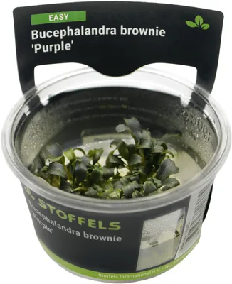 Produktbild von Stoffels Bucephalandra brownie 'Purple' In-vitro