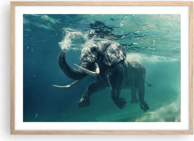 Produktbild von Gerahmtes Poster - Rahmen in heller Eiche - Elefant Tier Wasser - 70x50 cm - Wand Bild - Wanddeko - Wandbilder - Wandposter - Bilderrahmen - Bilder - Kunstdruck - Wandbild - P2NAA70x50-3944
