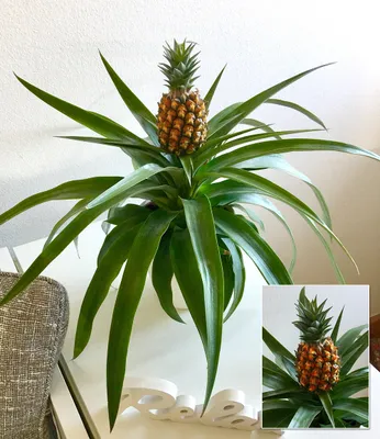 Produktbild von BALDUR Garten 1x Ananas Corona, Pflanze im 12 cm-Topf, Ananaspflanze mit Frucht, Zimmerpflanze, Grünpflanze, mehrjährig - frostfrei halten, pflegeleicht, Blickfang, Ananas comosus variegatus