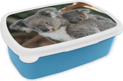 Produktbild von KitchenYeah® Lunchbox Brotzeit Brotdose 17x11 cm Koalas - Vater - Sohn - Jungen - Mädchen Kinder Brotzeitdose - Lunch - Kunststoff  - Brotbüchse - Sandwichbox - Lunchbox für Kinder
