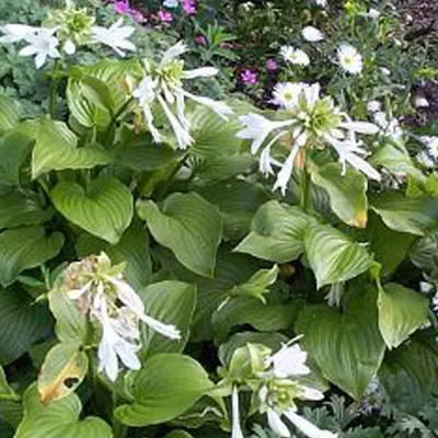 Obrázok produktu pre 6 x voňavé ľalie Funkie  - Hosta plantaginea 'Grandiflora'  | Kvetináč 9 cm x 9 cm