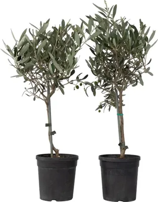 Produktbild von Olivenbaum Stämmchen 50–60 cm 2er Set – Olea Europaea, mediterrane Pflanze für Balkon, Terrasse & Garten, winterhart bedingt