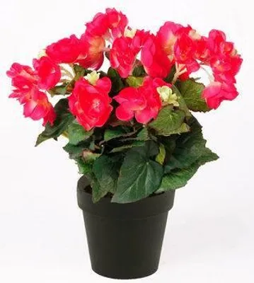 Produktbild von artplants.de Kunstblume Begonie DOBRADA, pink, 30cm - Deko Buntnessel