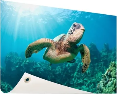 Produktbild von Gartenposter - 120x80 cm - Schwimmende Schildkröte Fotodruck  - Modernes Wandbilder - Wilde Tierposter