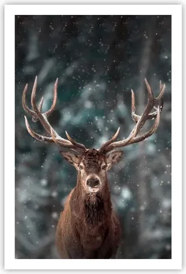 Produktbild von Poster - Poster ohne Rahmen - Hirsch Hirsch Winter - 61x91,5 cm - Wand Bild - Wanddeko - Wandbilder - Kunstposter - Wandposter - Bilder - Kunstdruck - Wanddekoration - Wandbild - P2XPA61x91-4998