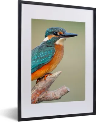 Produktbild von MuchoWow® Gerahmtes Poster Vogel - Eisvogel - Zweig 30x40 cm - Poster mit Schwarzem Bilderrahmen Wandposter Rahmen Foto Bilder - Wandposter Schlafzimmer