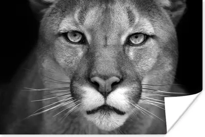 Produktbild von MuchoWow® Poster Panther - Wildlife - Schwarz - Weiß 120x80 cm - Bilder