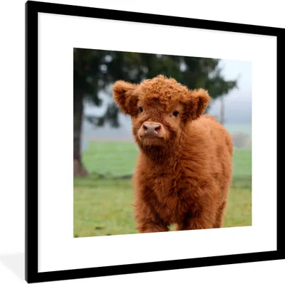 Produktbild von MuchoWow® Gerahmtes Poster Scottish Highlander - Kalb - Gras 40x40 cm - Poster mit Schwarzem Bilderrahmen Wandposter Rahmen Foto Bilder - Poster - Plakat im Rahmen