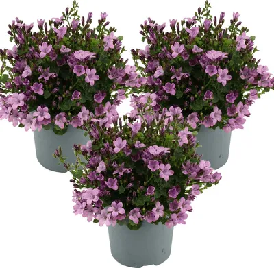 Produktbild von 3er-Set - Campanula Ambella Pink - Glockenblume - Bodendecker - Gartenpflanzen - Winterhart - Tierfreundlich - 10-20 cm Hoch - Topf 10,5 cm