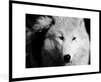 Produktbild von MuchoWow® MuchoWow® Gerahmtes Poster In der Nähe Ansicht Wolf in Schwarz und Weiß 90x60 cm - Poster mit zchwarzem Bilderrahmen - Wanddekoration - Fotos