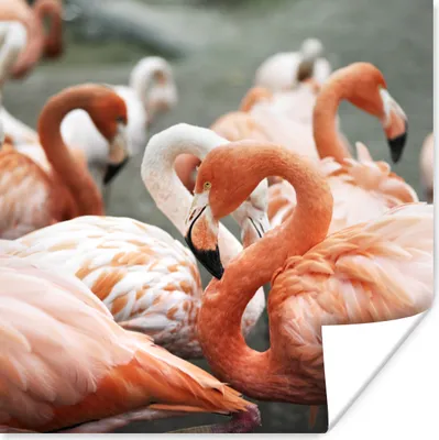 Produktbild von MuchoWow® Poster Gruppe von rosa Flamingos auf den Teichen 100x100 cm - Babyzimmer