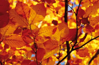 Produktbild von Bäume Kunstdruck Bild - Goldenes Herbstlaub (80 x 120 cm)