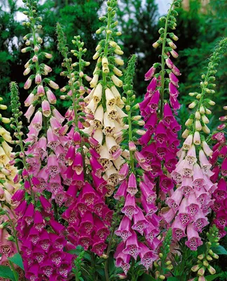 Produktbild von Digitalis purpurea 'Foxy', Fingerhut, rosa, ca. 9x9 cm Topf