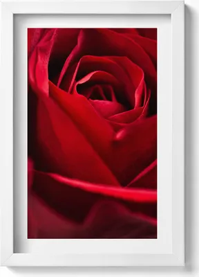 Produktbild von Nahaufnahme von roten Rosenblättern– Wandbild mit Rahmen – Gerahmtes Bild  – Wanddekoration – 20x30 cm – Weiß