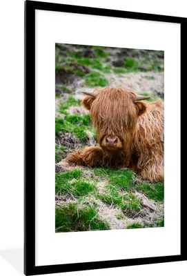 Produktbild von MuchoWow® MuchoWow® Gerahmtes Poster Schottisches Hochlandrind - Heu - Gras 60x90 cm - Poster mit zchwarzem Bilderrahmen - Dekoration - Wandposter Wohnzimmer - Hochwertig