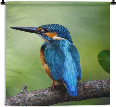 Produktbild von MuchoWow® Wandteppich Wandbehang Eisvogel - Zweig - Blau 120x120 cm Tapisserie Dekoration Wandtuch - Modern - Baumwollgewebe