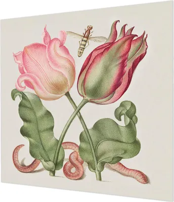 Produktbild von Wandtapete - Dekorative Tapete für Wohnzimmer - Tapetenfolie für Wanddekoration - 250x250 cm - Tulpenschönheit