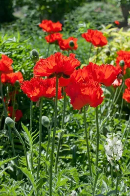 Produktbild von Papaver orientale 'Rembrandt', Türkischer Mohn, rot, ca. 9x9 cm Topf