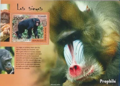 Produktbild von Briefmarken Togo 2014 Mi Block 1054 (kompl. Ausgabe) postfrisch Affen